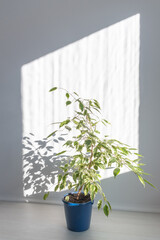 Ficus Benjamin in a blue pot, in a bright room, lit by the bright morning sun and shadows on the wall. Home gardening.