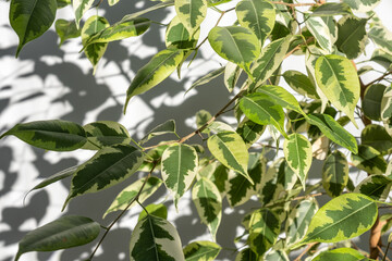 Close-up of fresh and healthy leaves of a home plant. The green leaves of Benjamin's ficus are bathed in the sun.