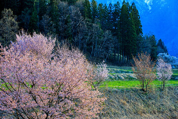 Fototapeta na wymiar Beautiful cherry blossom fllowers, Japan