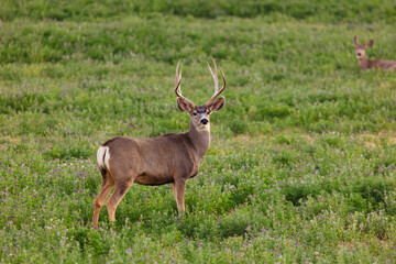 Large Mule Deer buck standing in a field in Colorado