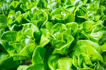 Closeup green lettuce garden background, organic vegetable farming, healthy food