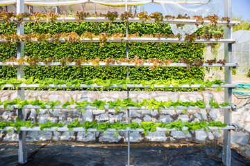 Hydroponic system, organic vegetable farming, new agriculture system, lettuce growing in water, outdoor day light