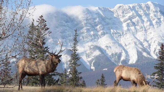 Elk in the Canadian Rockies