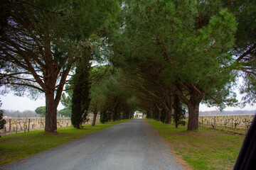 Medoc vineyard, Bordeaux, France