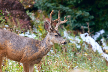 Mule Deer buck in the forest