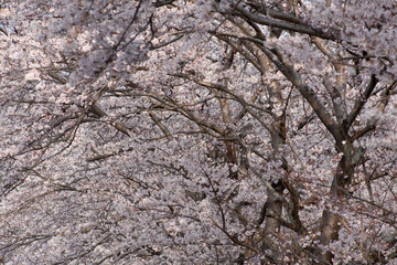 Cherry blossom trees, Gifu Prefecture