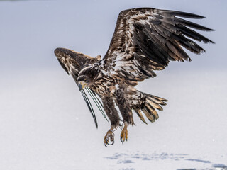White Tailed Eagle (Haliaeetus albicilla) in flight. Also known as the ern, erne, gray eagle, Eurasian sea eagle and white-tailed sea-eagle. Wings Spread. Poland, Europe. Birds of prey.