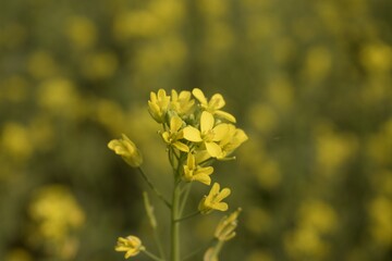 mustard plant flower on the plant stem