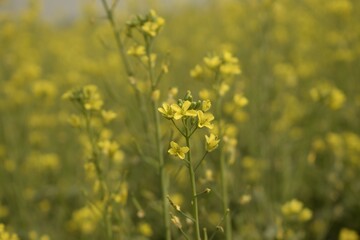 selective focus of the field of mustard flower