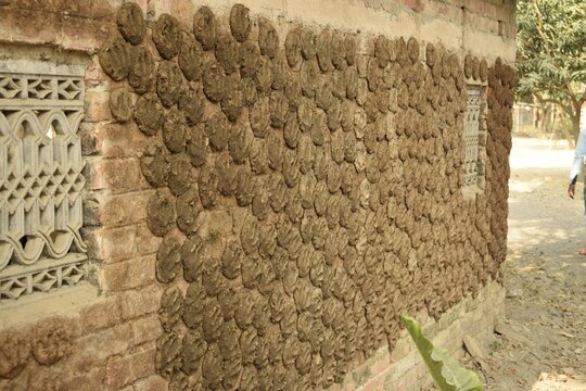 cow dung cake drying on the village wall