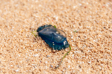 The small purple hydrozoan (Velella Velella) exhibiting a beautiful radiant purple color on the beach sands. Iriomote Island.