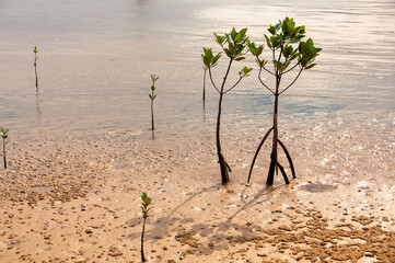 A pair of funny mangrove baby trees at low tide showing lit by a soft sunlight. Iriomote Island.