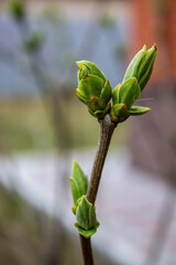 Early spring in the garden, young leaflets bloom on tree branches