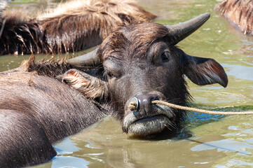Water Buffalo looking straight at the camera with her hair shining in the sun and cooling off in the waters. Yubu Island.