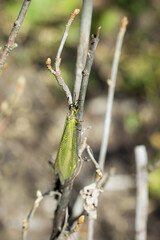 Fototapeta premium The antlion, of the family Myrmeleontidae.