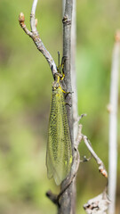 The antlion, of the family Myrmeleontidae.
