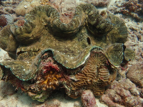 Giant clam found at coral reef area at Malaysia