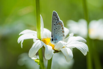 The zephyr blue (lat. Kretania pylaon), of the family Lycaenidae.