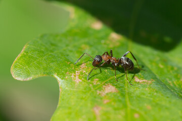 The red wood ant (lat. Formica rufa), of the family Formicidae.