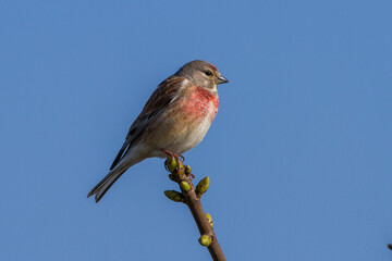 Bluthänfling (Carduelis cannabina) Männchen