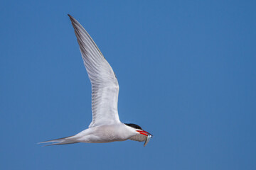 Flußseeschwalbe (Sterna hirundo)