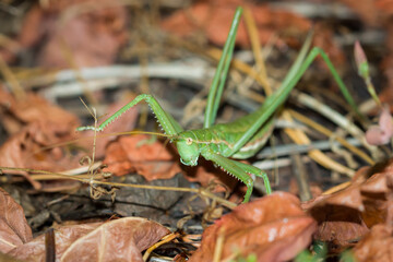 The predatory bush-cricket (lat. Saga pedo), of the family Tettigoniidae.