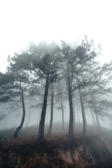 Hiking  In the misty pine forest In the summer morning