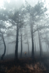 Hiking  In the misty pine forest In the summer morning