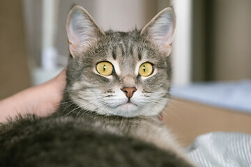 The gray striped cat lies in bed on the bed with woman's hand on a gray background. The hostess gently strokes her cat on the fur. The relationship between a cat and a person. World Pet Day.