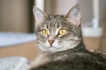 A striped gray cat with yellow eyes. A domestic cat lies in bed on the bed. The cat in the home interior. Image for veterinary clinics, sites about cats.