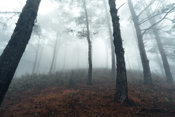 Hiking  In the misty pine forest In the summer morning