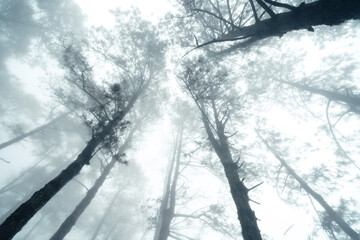 Hiking  In the misty pine forest In the summer morning