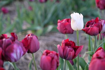 Tulpe in wei&szlig; vereinsam in rot