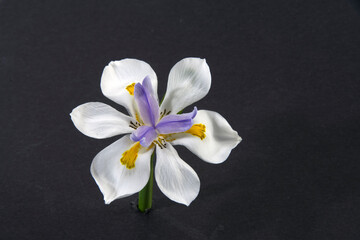 Pretty Wild Iris flower isolated on black