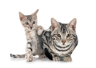 bengals in studio