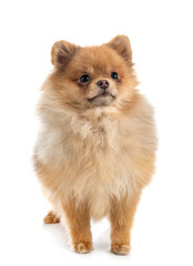 Obraz premium puppy pomeranian in studio