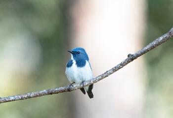 Ultramarine on the branch  