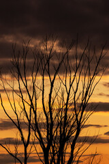 tree branches at sunset as background