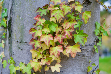 Beautiful autumn colored ivy leaves.