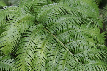 lush forest fern