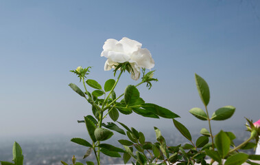 ROSE PLANT ON HIGH ALTITUTE WITH BLUE SKY BACKGROUND