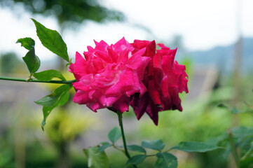 Fuchsia Rose in the Garden