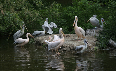 Naklejka na ściany i meble Large group of curly and pink pelicans at the zoo.