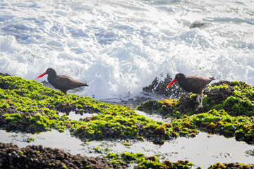 Pareja de Aves Pilpilén cerca del mar buscando comida © Maximiliano