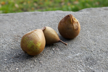 three fallen wild pears