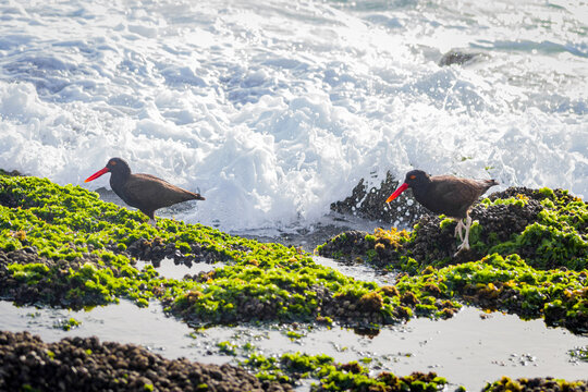 Pareja de Aves Pilpil&eacute;n cerca del mar buscando comida