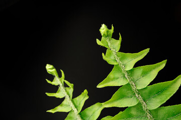 Close up of fern branch on black background