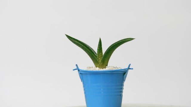 Aloe Vera in pot with rotating on white background
