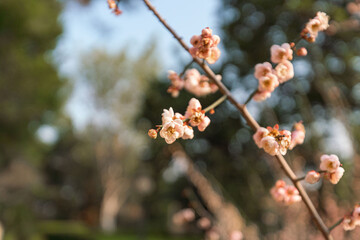 Plum blossom unter the winter sunlight
