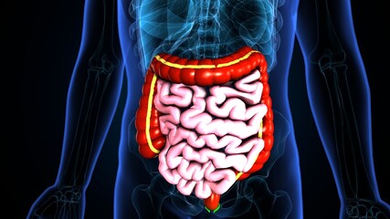 3d illustration of human small and large intestine anatomy.